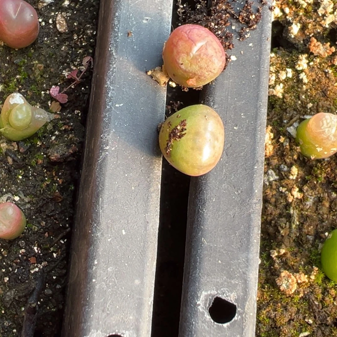 2-13量拍毛杂5颗，多肉