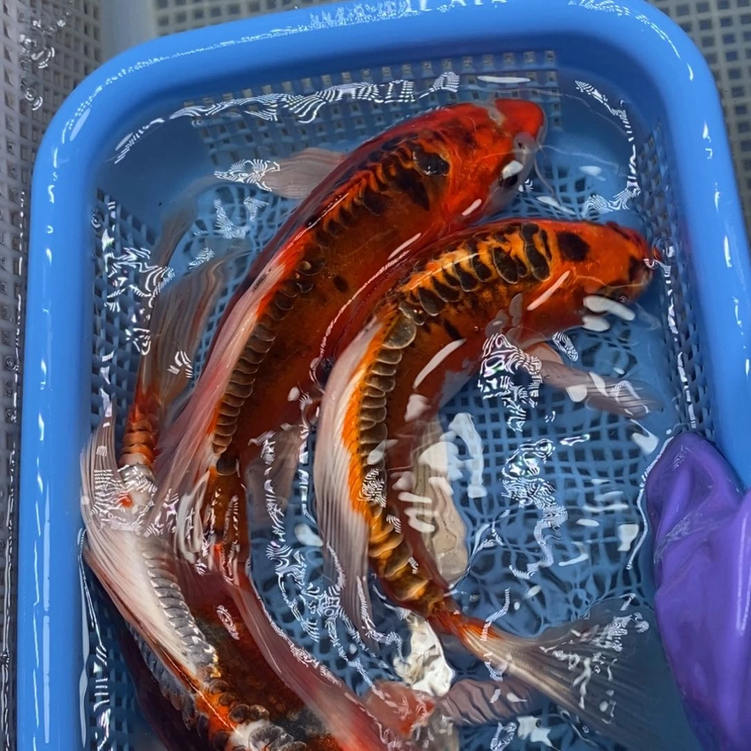 锦鲤冷水锦鲤包邮