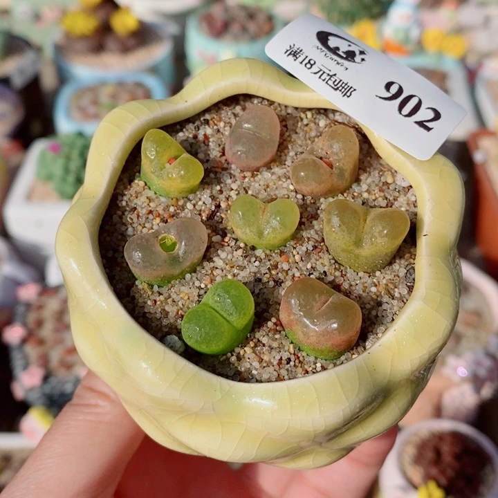 生石花花花花花花花902