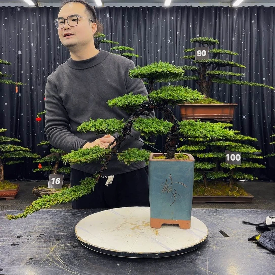 松树柏树造型盆景