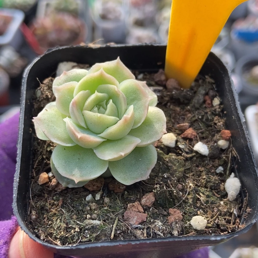 569虾饺多肉植物多肉