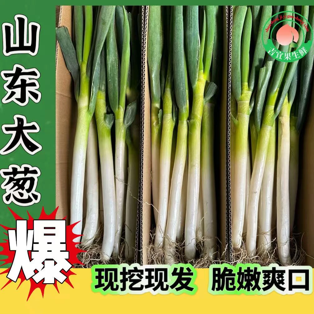 [主播推荐]山东大葱调味新鲜大葱现挖现发新鲜大葱生吃蘸酱大葱