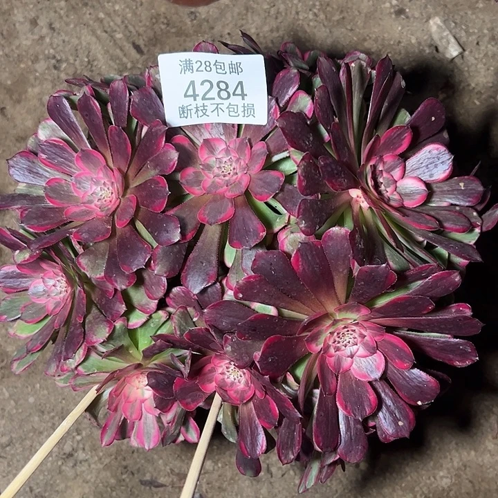 4284霁月多肉植物