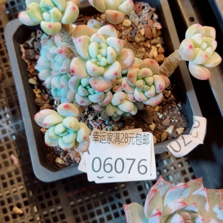 幸运的是我还没遇到你