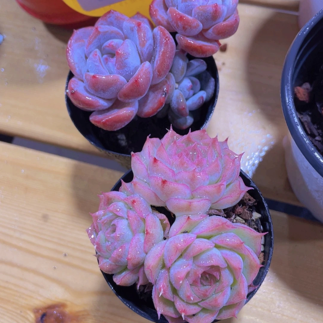 1500号 石榴籽加女王