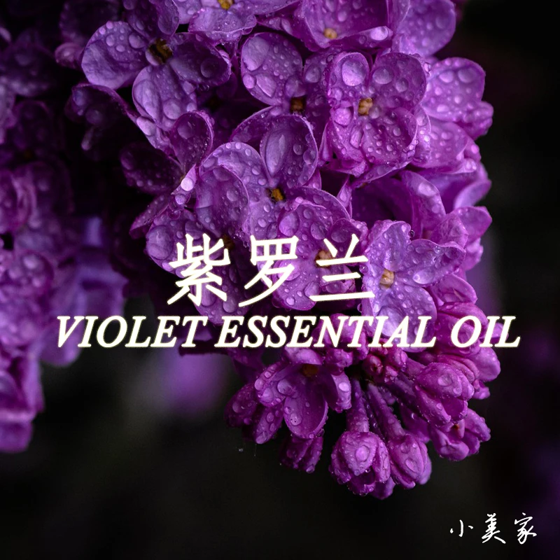 紫罗兰花精油单方精油