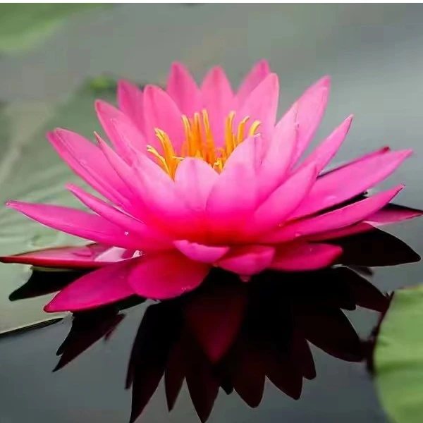 耐寒睡莲带花带花苞对版发货（曼拉）