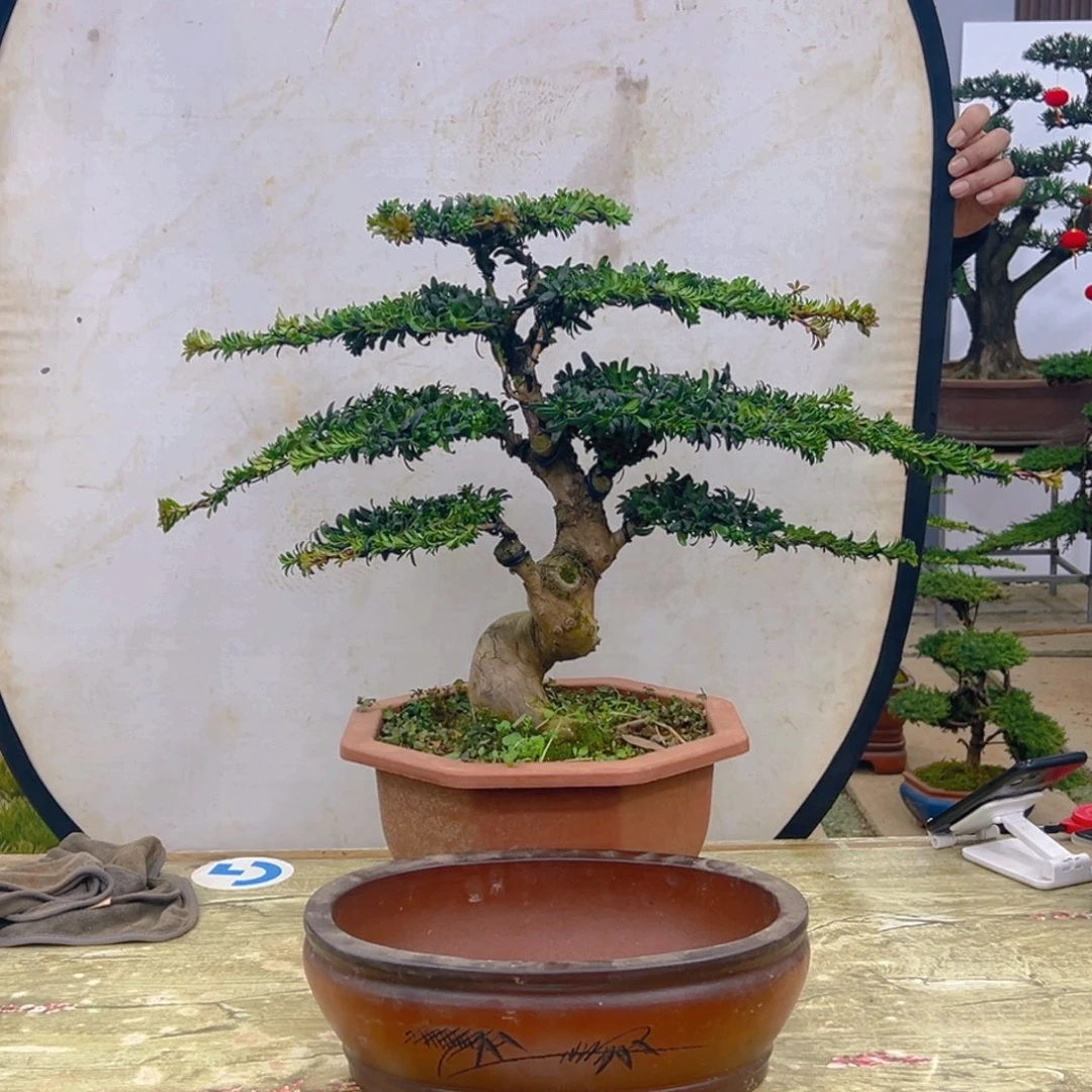 盆景红芽菊花珍珠罗汉松