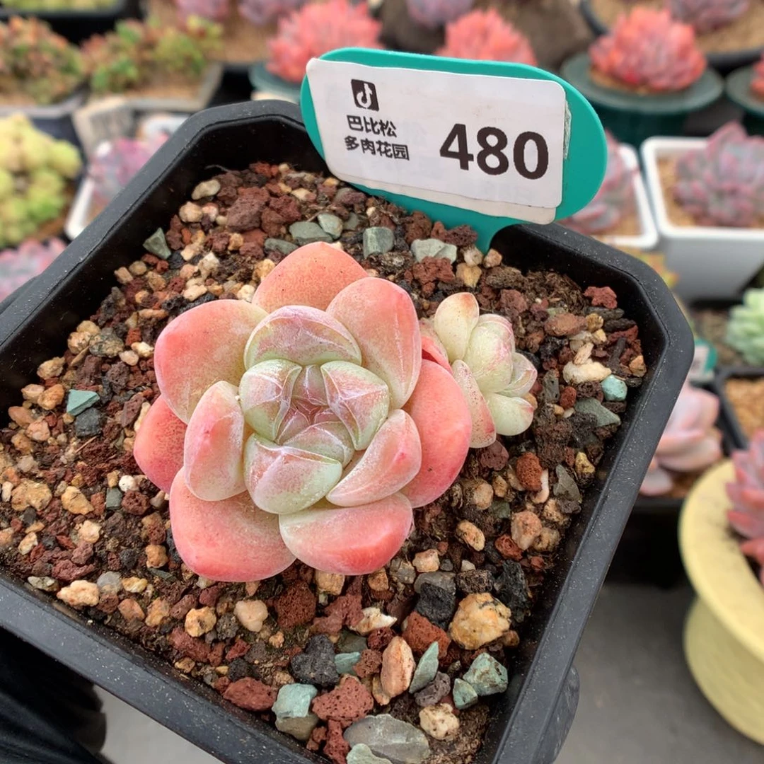 480 糖心冰玉多肉