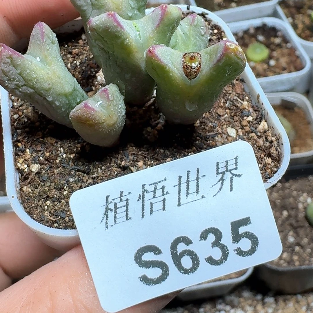 635号多肉植物哇f g
