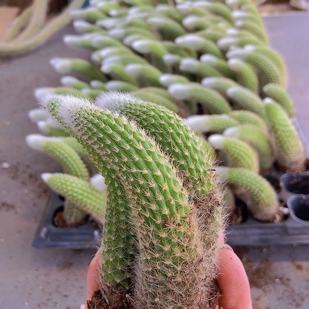 12颗小九尾狐带土发货