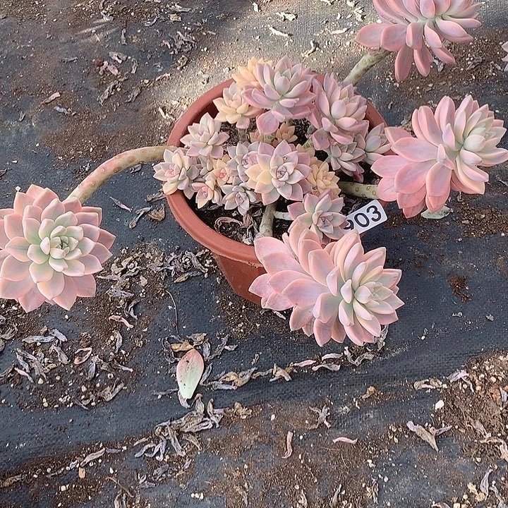 903 淡雪锦 一物一拍