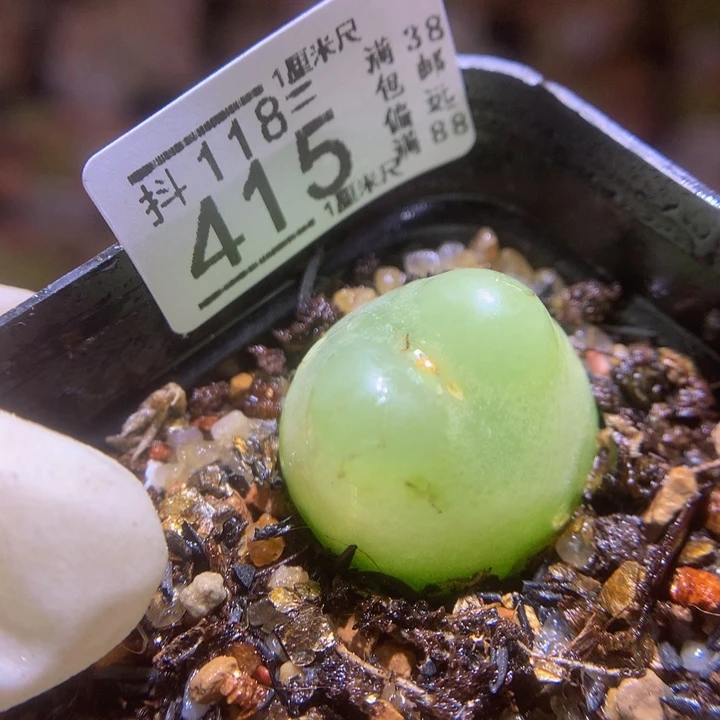 精品生石花118.415