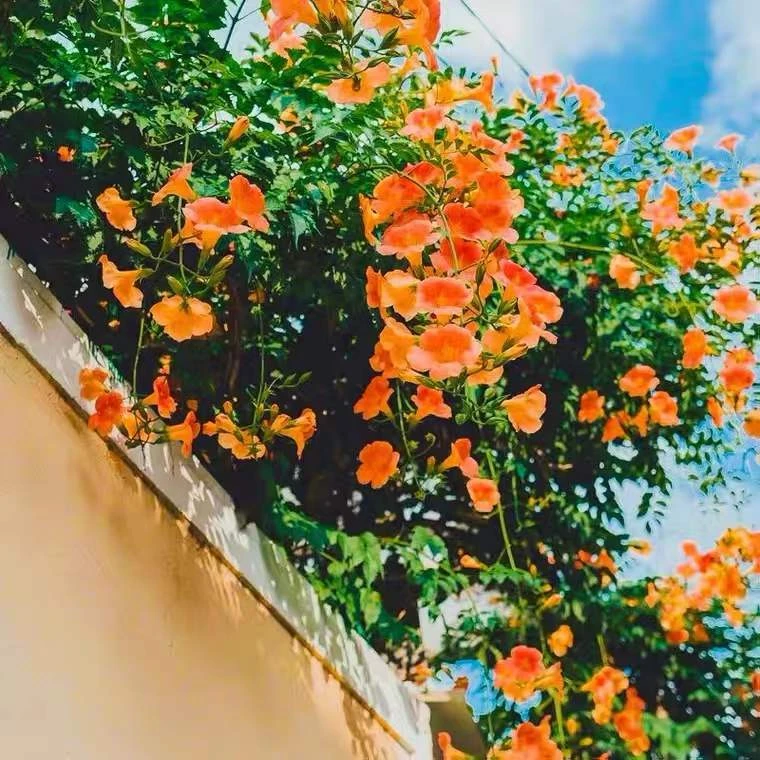 凌霄花苗爬藤植物四季开花庭院绿化老桩盆栽树苗炮仗花卉绿植大苗