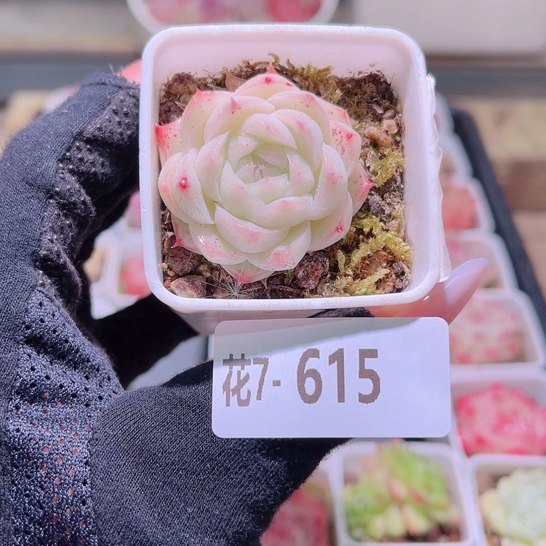 花利美7-615美瞳