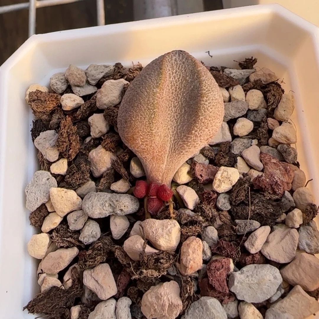 小*龙粉红哈密瓜水泡多肉