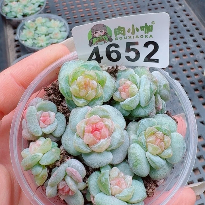 多肉植物多肉植物
