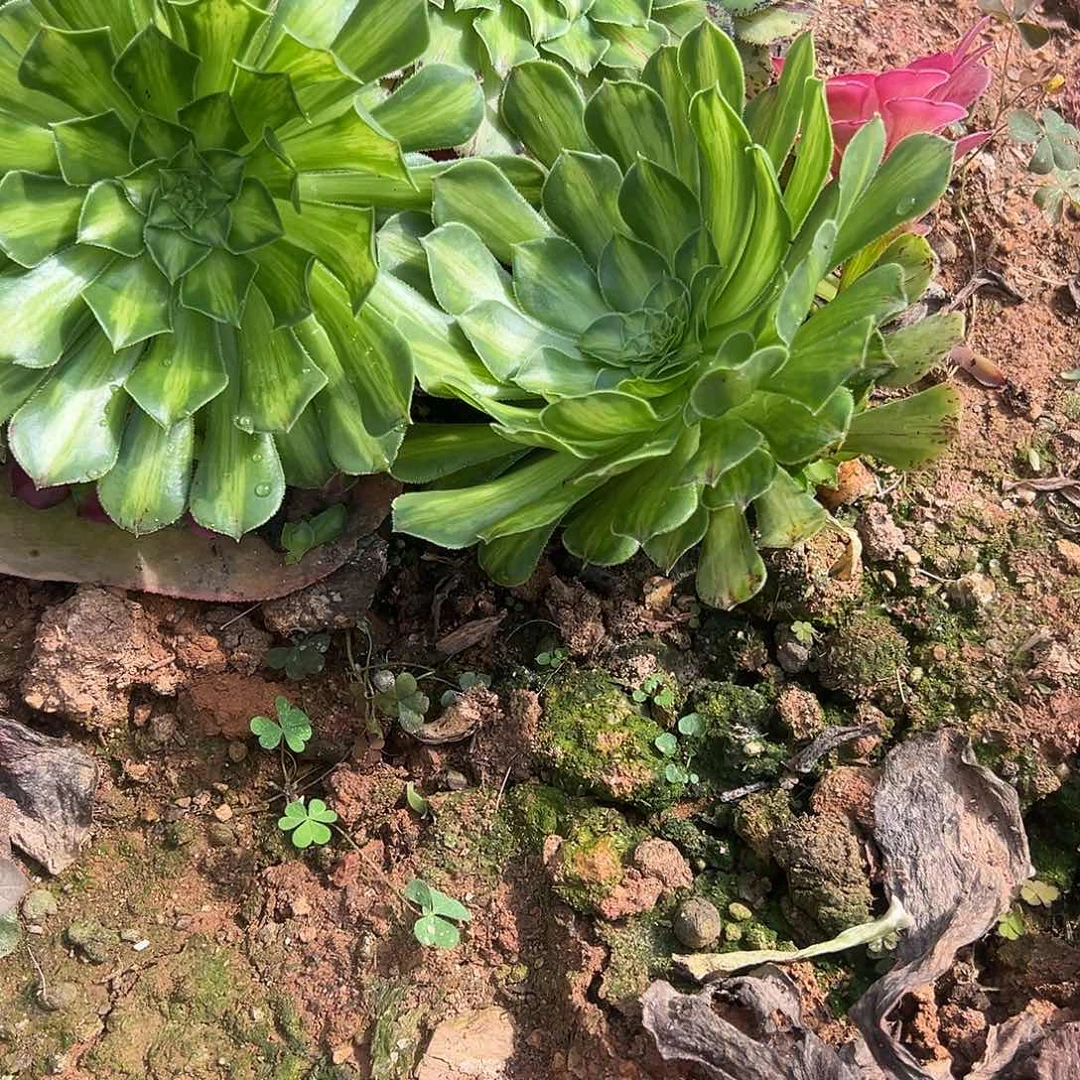 伊***麻精品多肉植物865知否组合