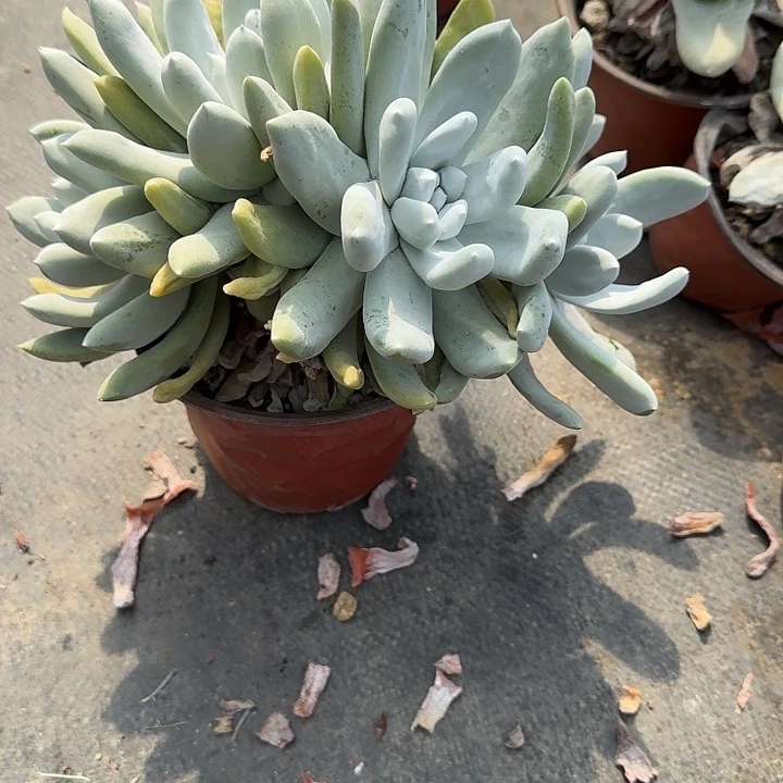 曼****园拇指仙女杯多肉植物