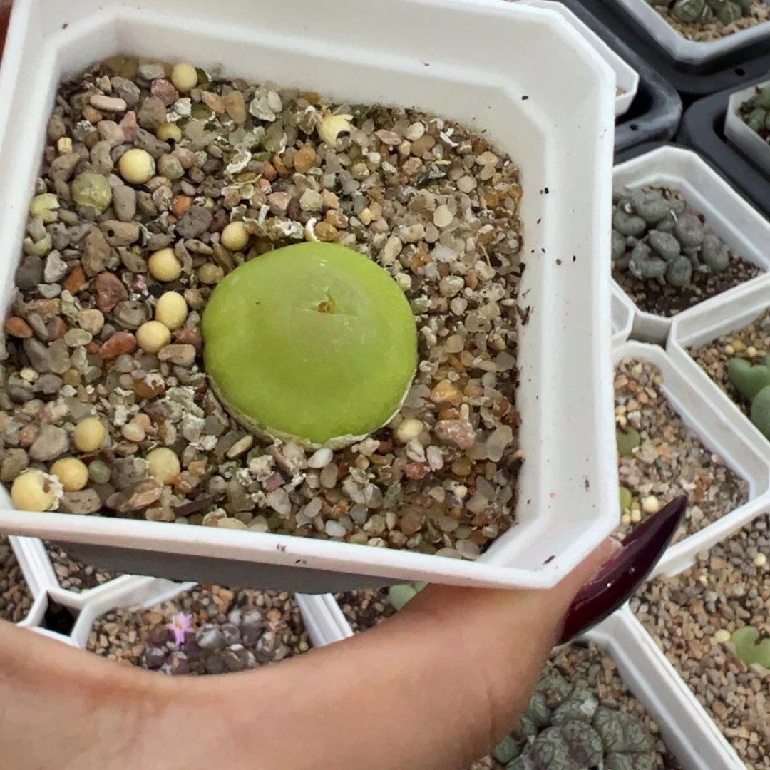 白***水大葫芦多肉多肉植物