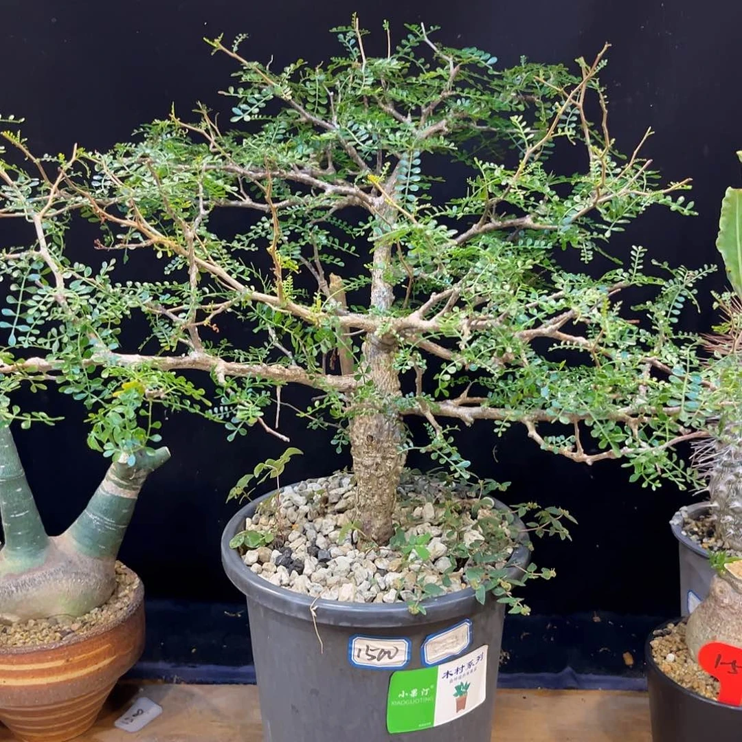 汤圆植物象足漆树