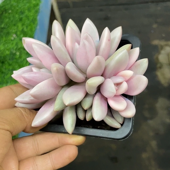 桃花源锦群一物一拍