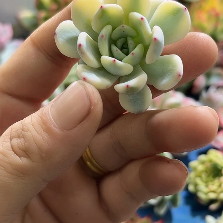 734雪爪腹轮锦炸无根