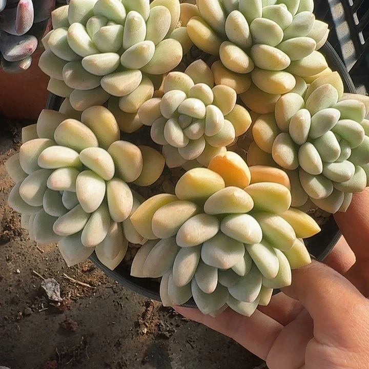 泡泡糖多肉植物的生长好