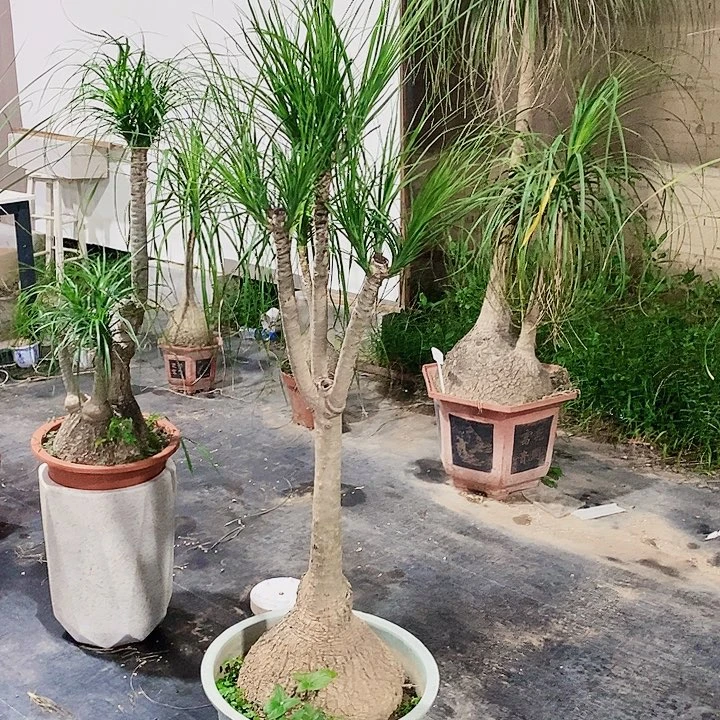 无花朵酒瓶兰一物一拍 3头