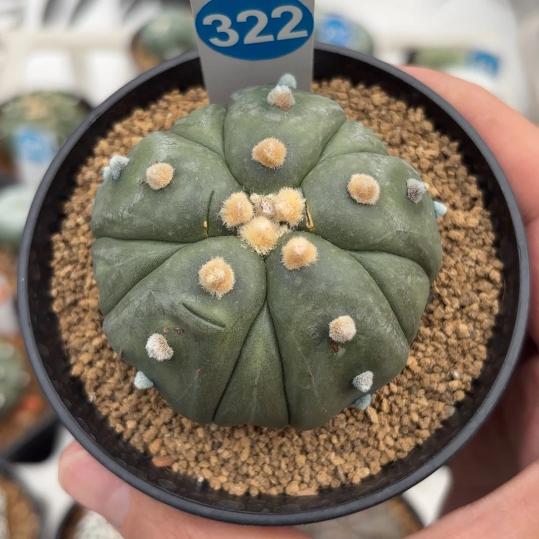 322实生五棱复棱兜带盆带土发货