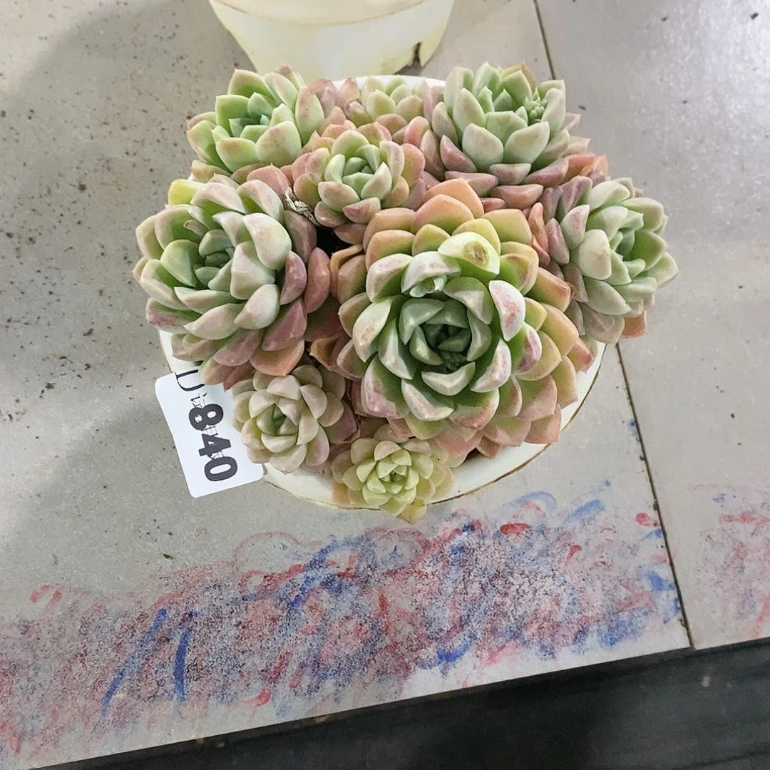 晓*儿840奶油美人多肉植物