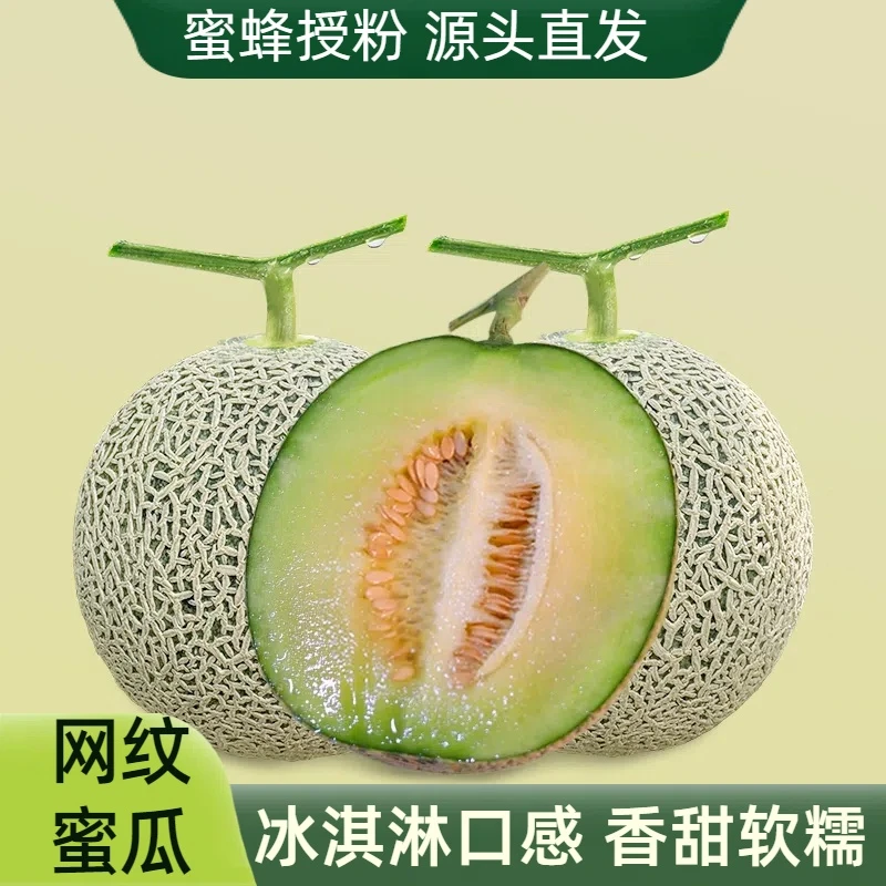 网纹蜜瓜玫珑瓜静冈蜜瓜