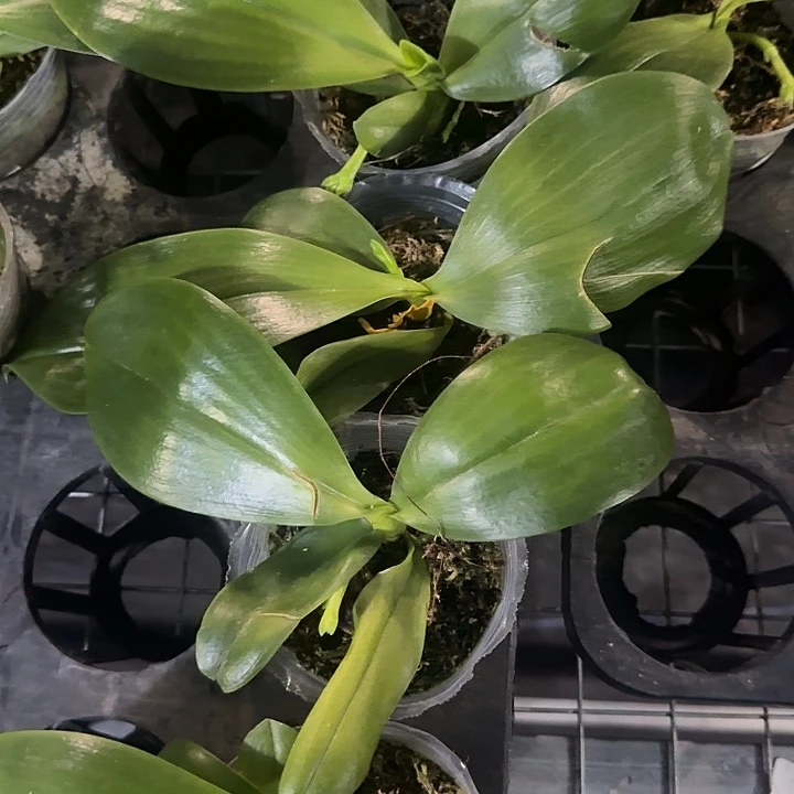 完全开放雅风情歌2.8寸叶损苗