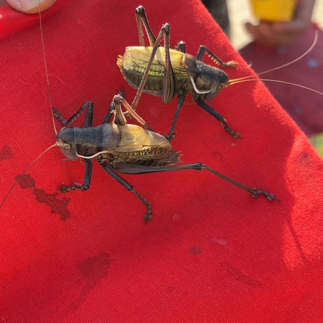 無***約蝈蝈蝈蝈福福价格