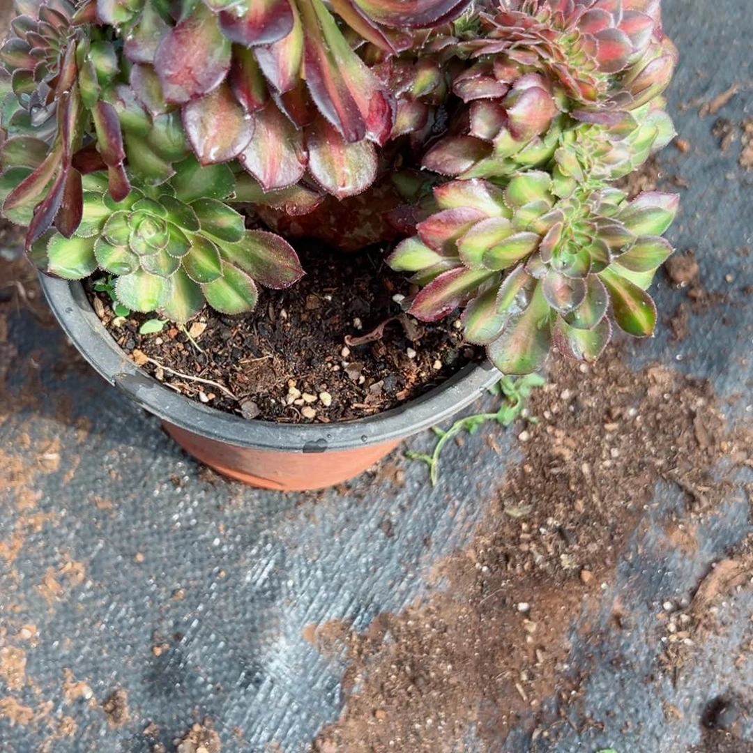 70 号多肉植物法师新年福利来