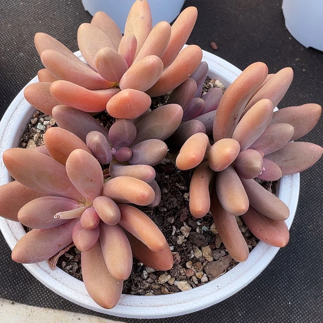 整桩无砍大三头糖果美人一颗