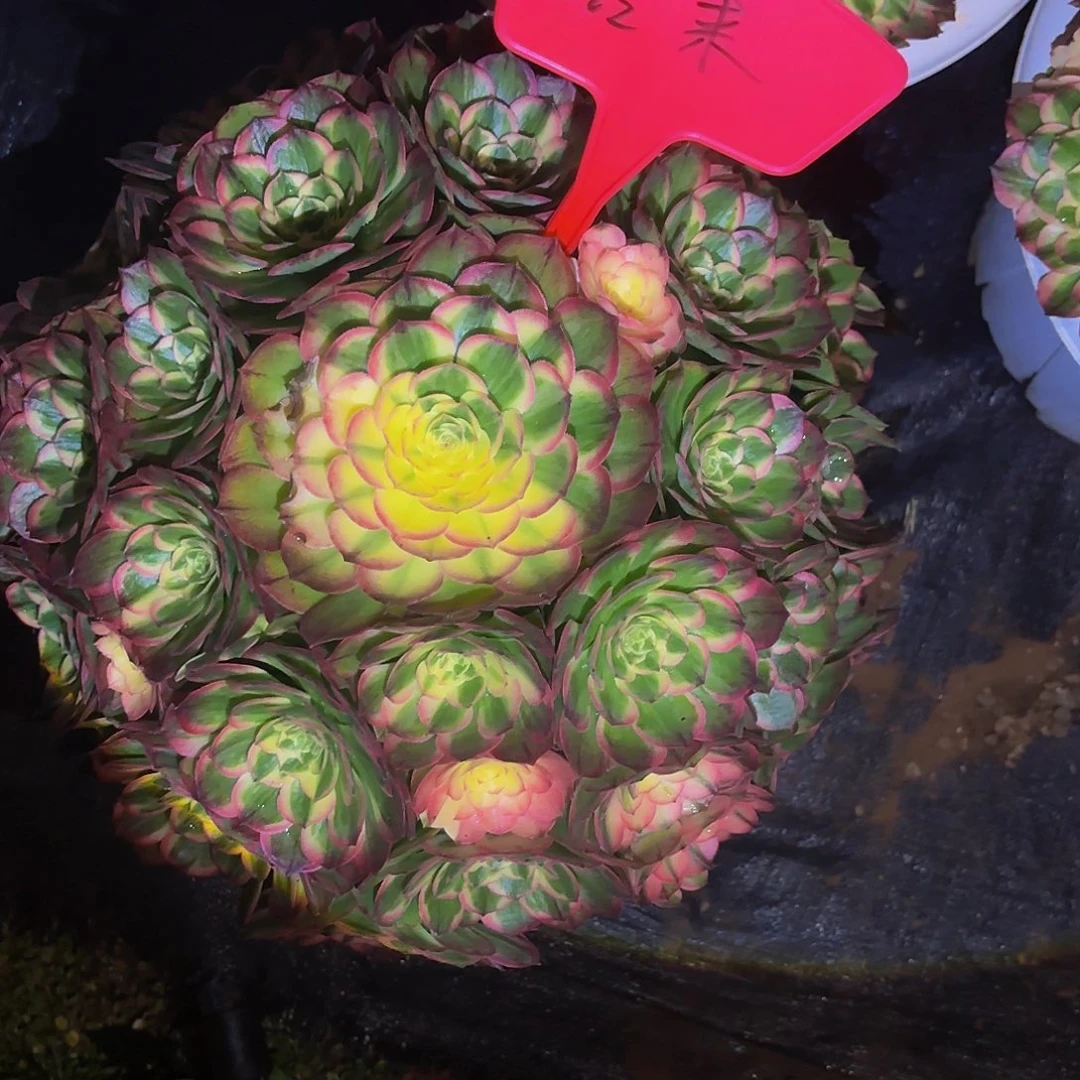 后***来海王多肉植物一颗