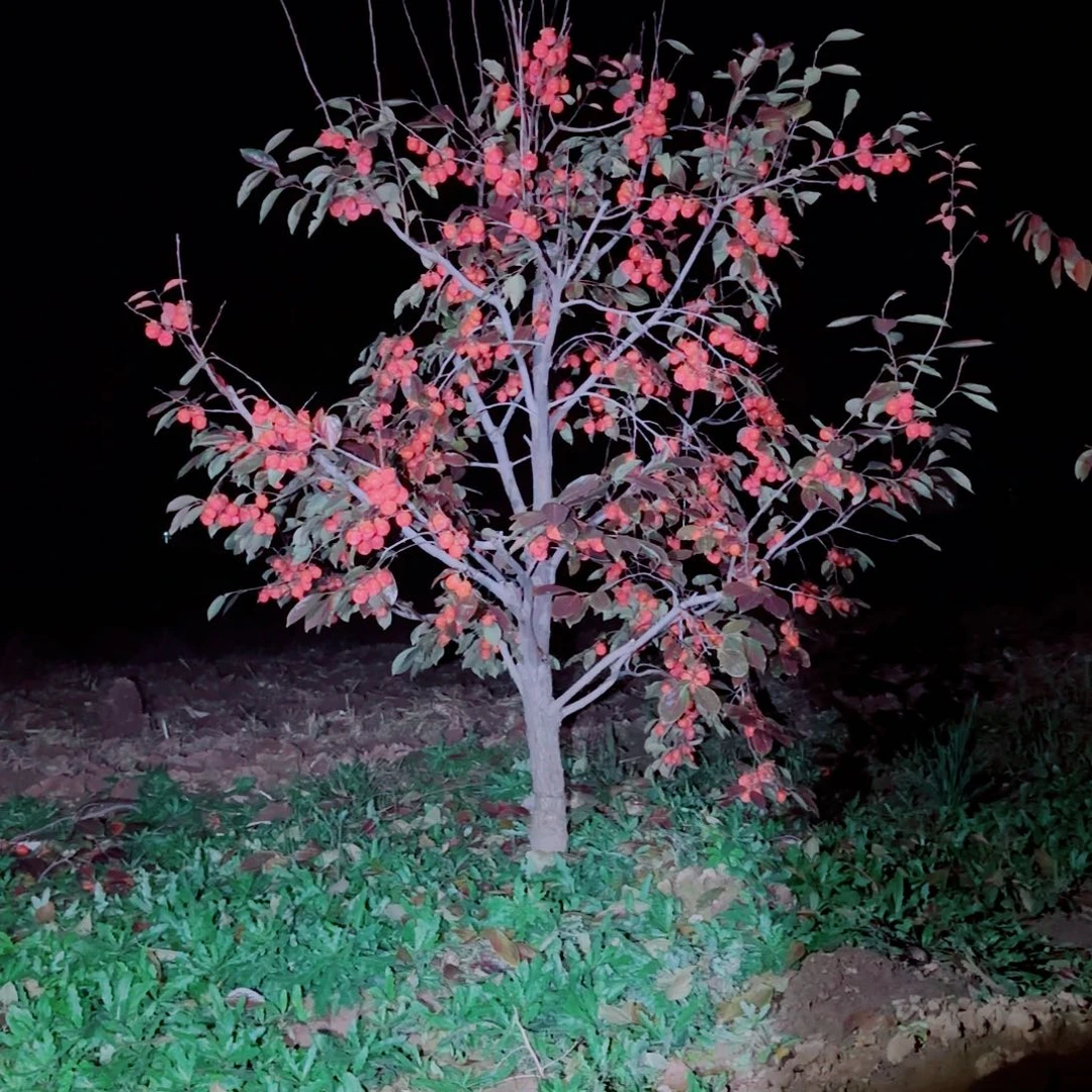 无花朵火罐柿子树老桩