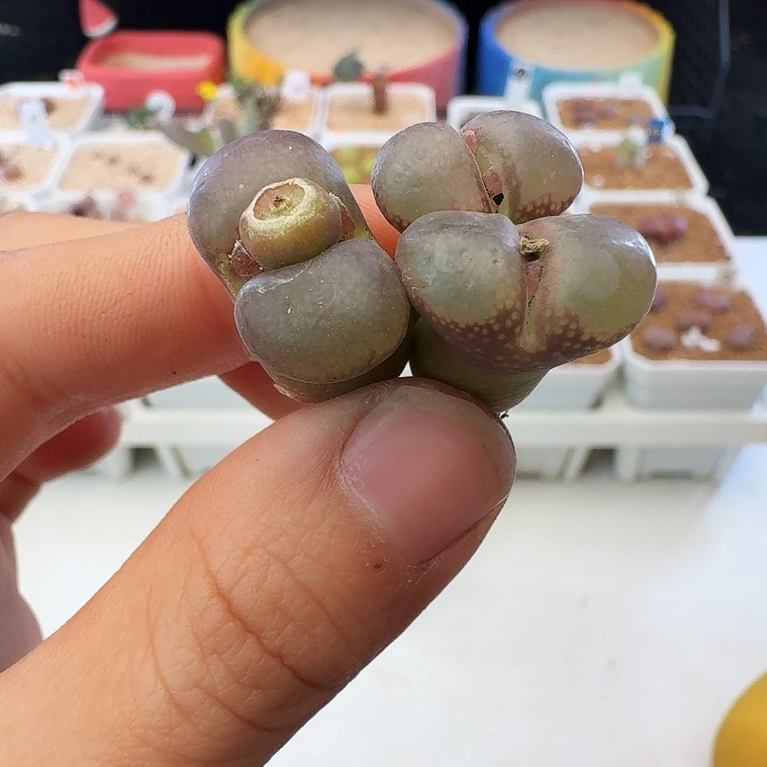 多肉植物福利风铃352