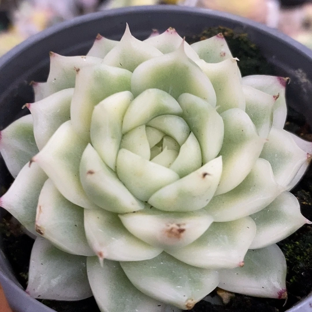 703麦秆高高挂起群生