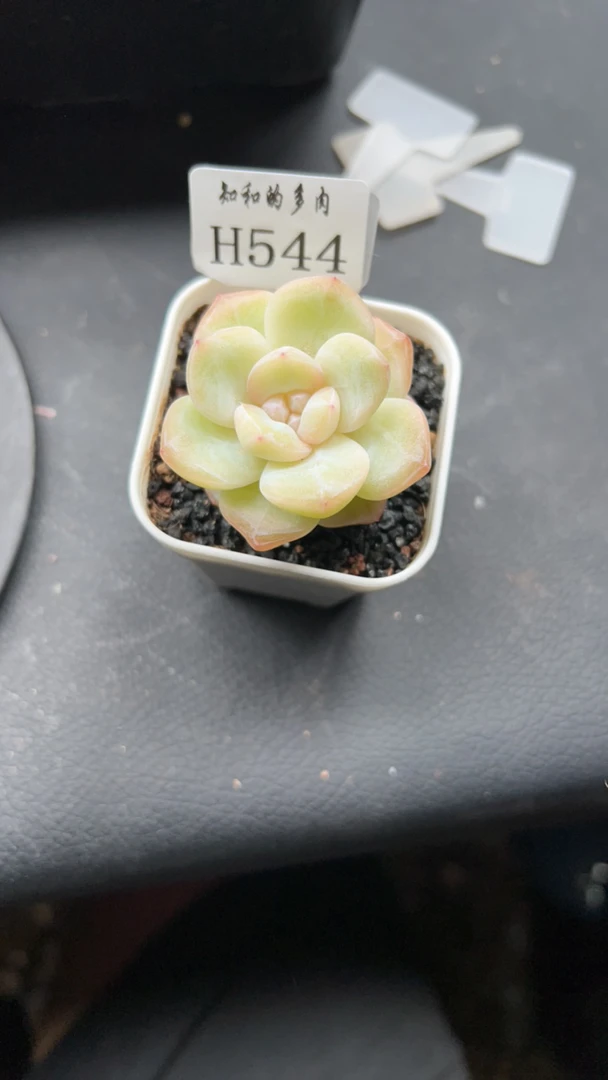 知和的多肉H544专拍链接