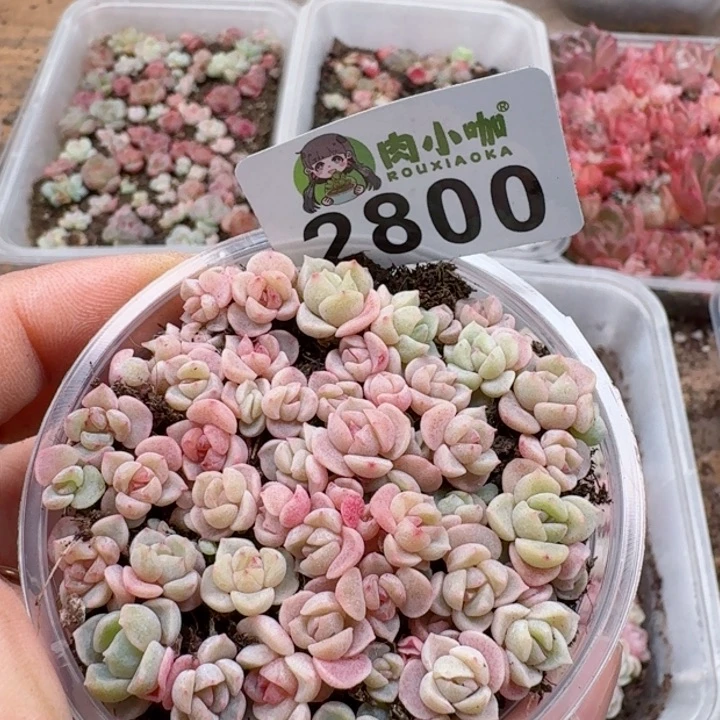 多肉植物多肉植物