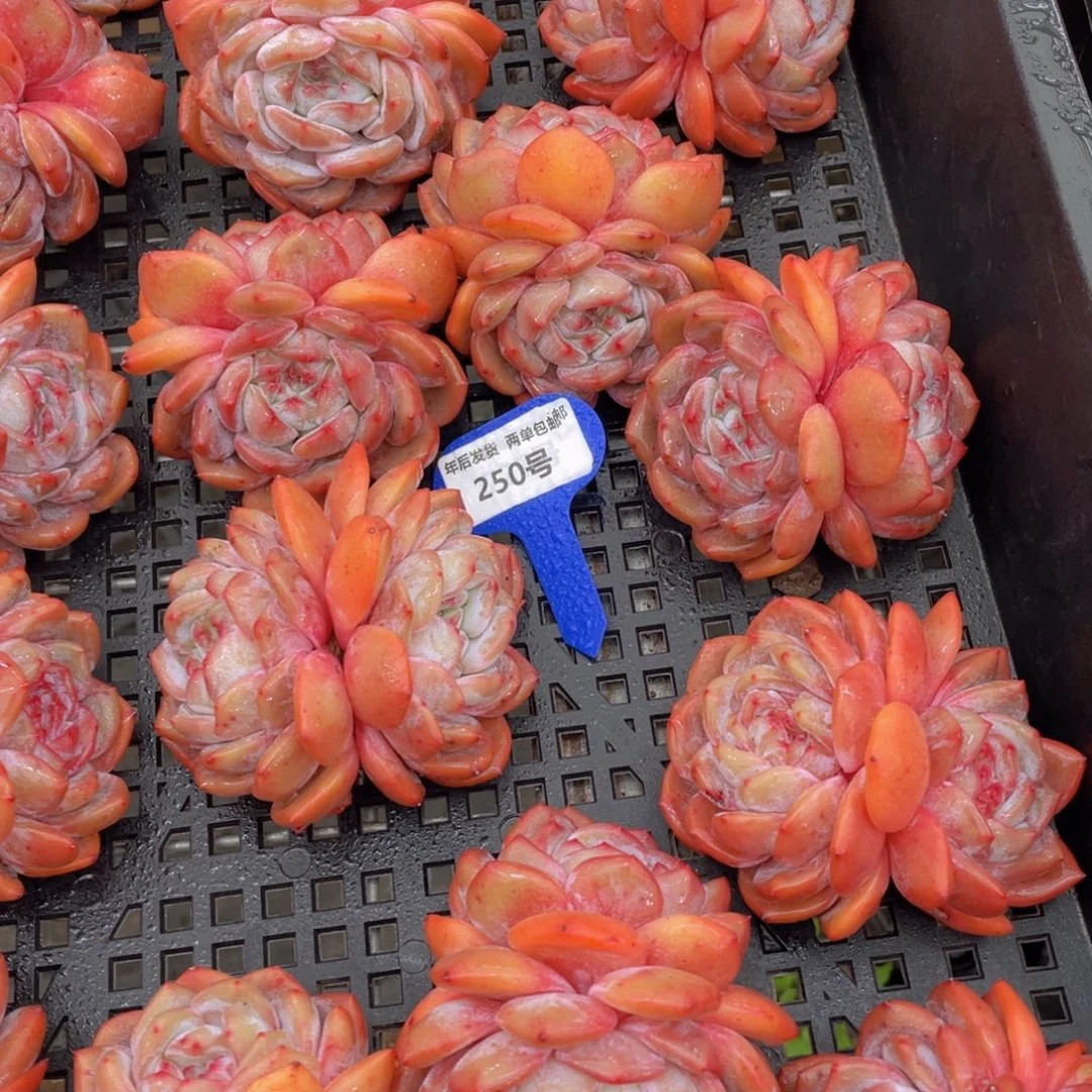 250号 石榴籽梦露双头起两个