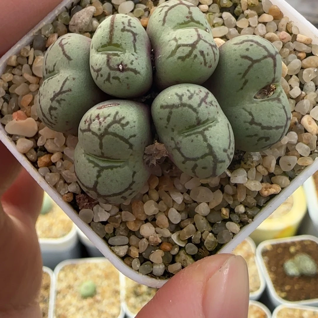 2.4号多肉园艺猴脸43号