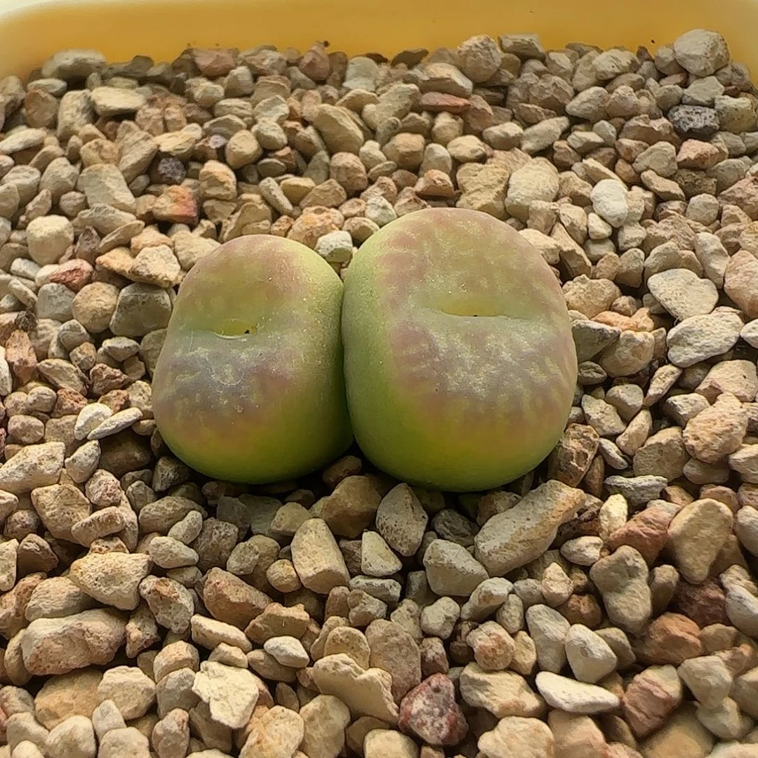 无花朵满窗粗纹拉登杂交