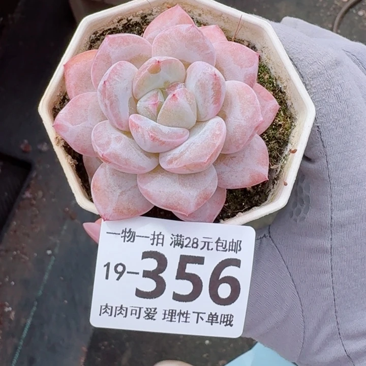 奶芙无盆土发货无盆土无