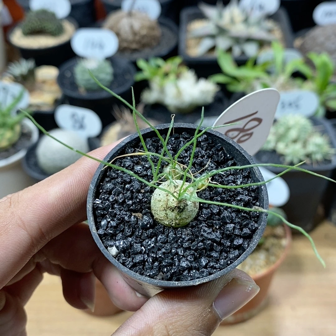 180号群生泰迪海葱2cm