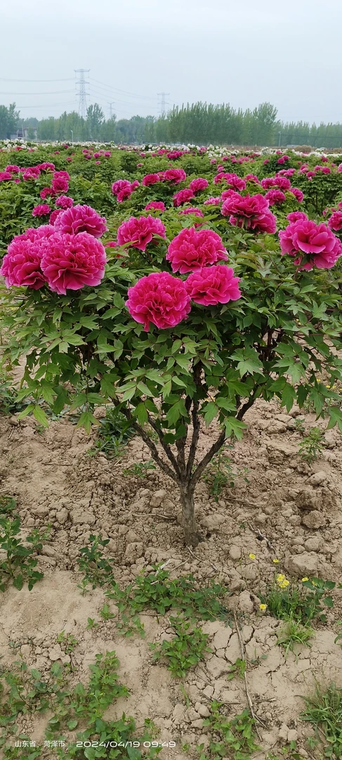 【花王】菏泽精品牡丹。
