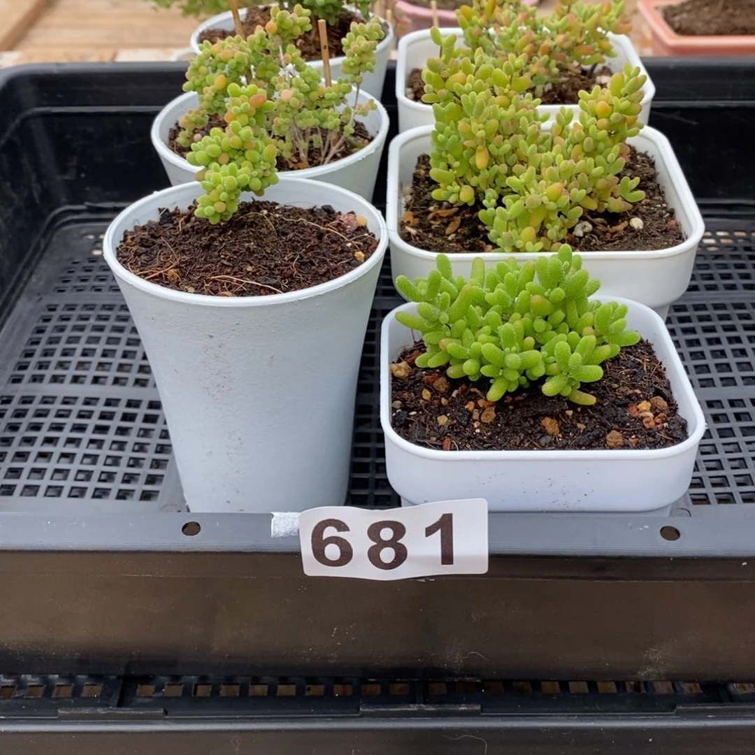 枝干番杏多肉植物681