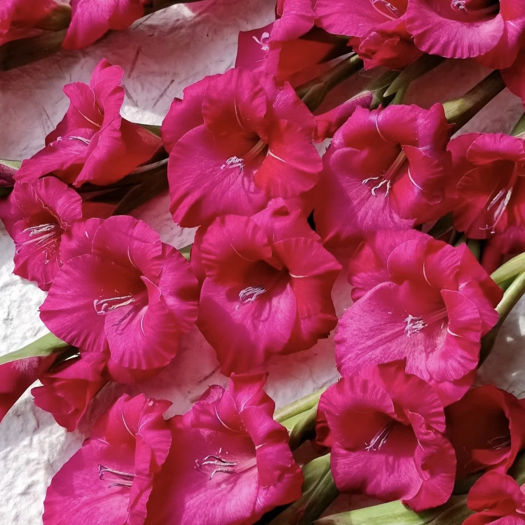 【如熙臻选】皇家玫瑰——红紫色剑兰（掐尖、高水位、百合粉）